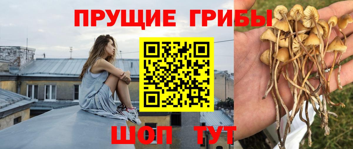 Галлюциногенные грибы Cubensis  Галлюциногенные грибы Psilocybine cubensis  Великий Устюг  Вход с VPN 